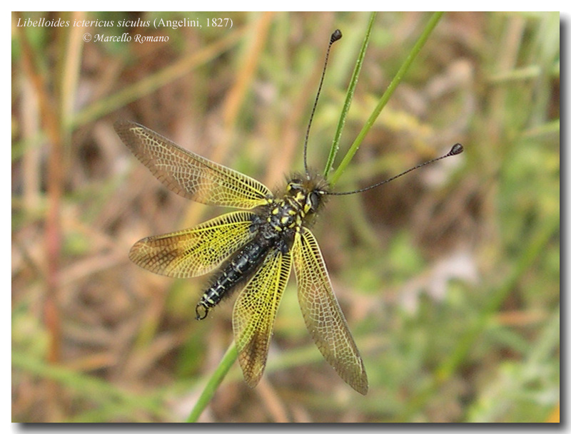 Ascalaphidae nel Forum: indice delle immagini e nuove foto